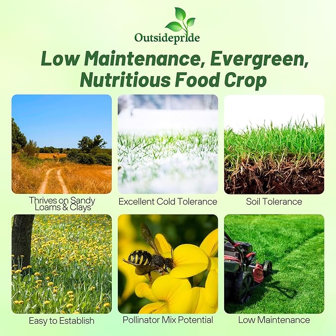 Outsidepride Perennial Birdsfoot Trefoil Seed - 10 lbs Nitrocoated, Inoculated, Winter Hardy, High Protein Forage Legume Seeds for Pasture, Hay, Silage Production & Livestock Grazing