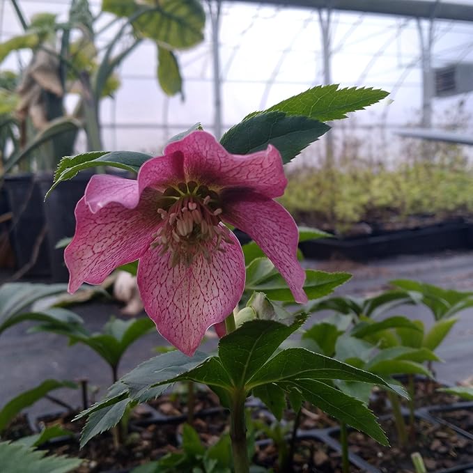 8 Containers of Mixed Lenten Rose/Hellebore in 2.5 Inch Pots- Great for Fall Planting!