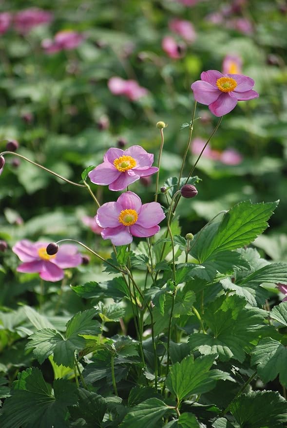 Perennial Farm Anemone Tomentosa 'Robustissima' – Live Windflower Perennial in #1 Container, Soft Pink Blooms, Vigorous & Hardy, Long Blooming, Deer Resistant, Ideal for Borders & Late Summer Color