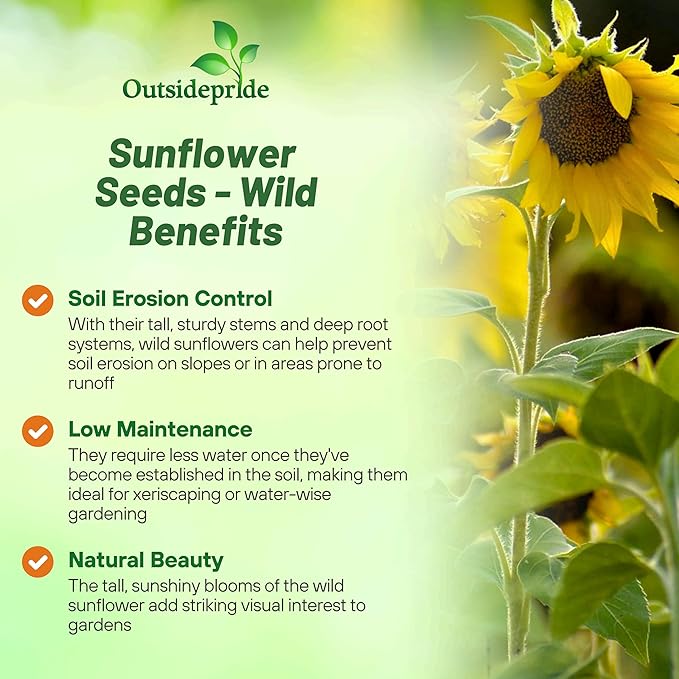 Outsidepride Wild Sunflower Seeds for Planting - 1/4 lb. Annual, Easy to Grow Flower Seeds w/Vibrant, Abundant Blooms for Cut Flower Arrangements & Pollinator & Vegetable Gardens