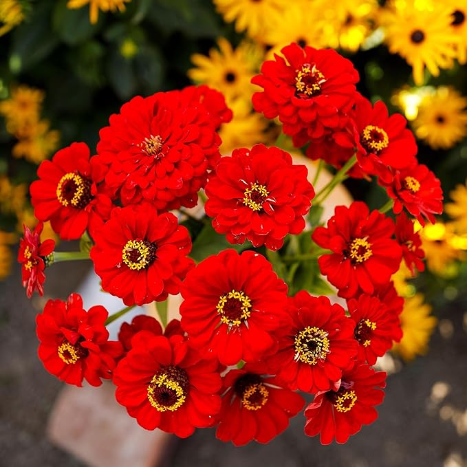 Eden Brothers Zinnia Seeds - Scarlet Flame, Non-GMO Seeds for Planting, 1/4 lb | Low-Maintenance Flower Seeds, Plant During Spring, Zones 3, 4, 5, 6, 7, 8, 9, 10