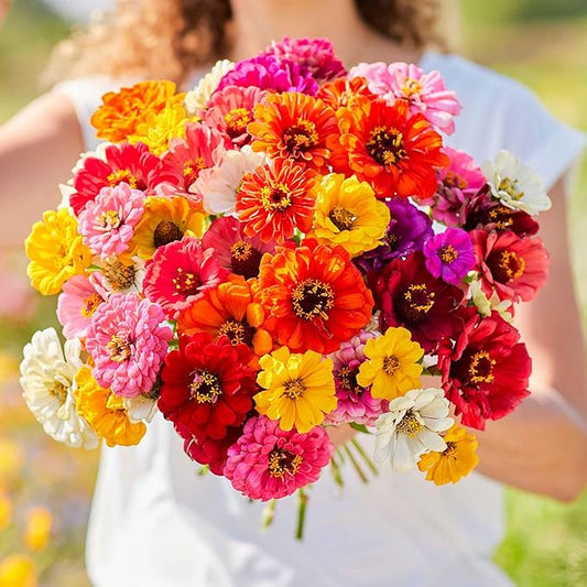 Eden Brothers Zinnia Seeds - Super Yoga Mix, Non-GMO Seeds for Planting, Packet | Low-Maintenance Flower Seeds, Plant During Spring, Zones 3, 4, 5, 6, 7, 8, 9, 10