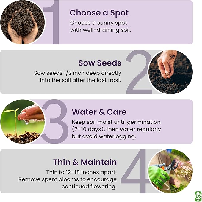 Teddy Bear Sunflower Seeds – 30+ Giant, Fluffy Blooms – Heirloom Flower Seeds for Outdoor Planting – Grows Up to 7’ Tall in Full Sun - Grown in The USA