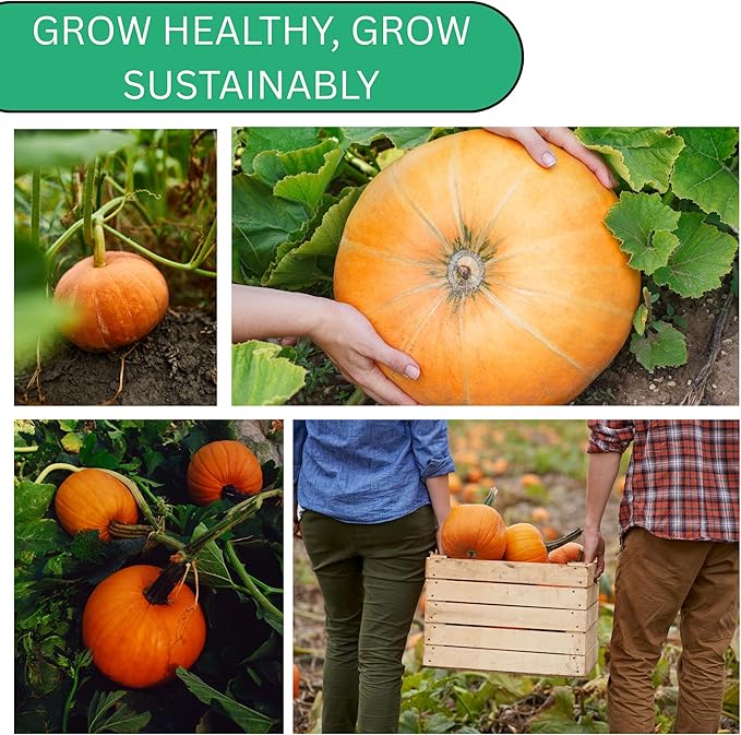 Jack O Lantern Pumpkin Seeds for Planting - Over 40 Heirloom Non-GMO Pumpkin Seeds to Plant - Ideal Heirloom Seeds to Grow for Decor & Fall Harvest - Pumpkins for Outdoor Gardens