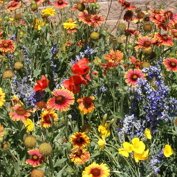 Outsidepride Dryland Wildflower Seed Mix - 5 lbs. Colorful Blend of Drought Tolerant, Annual and Perennial Wildflower Seeds for Attracting Pollinators in Arid States & Xeriscapes