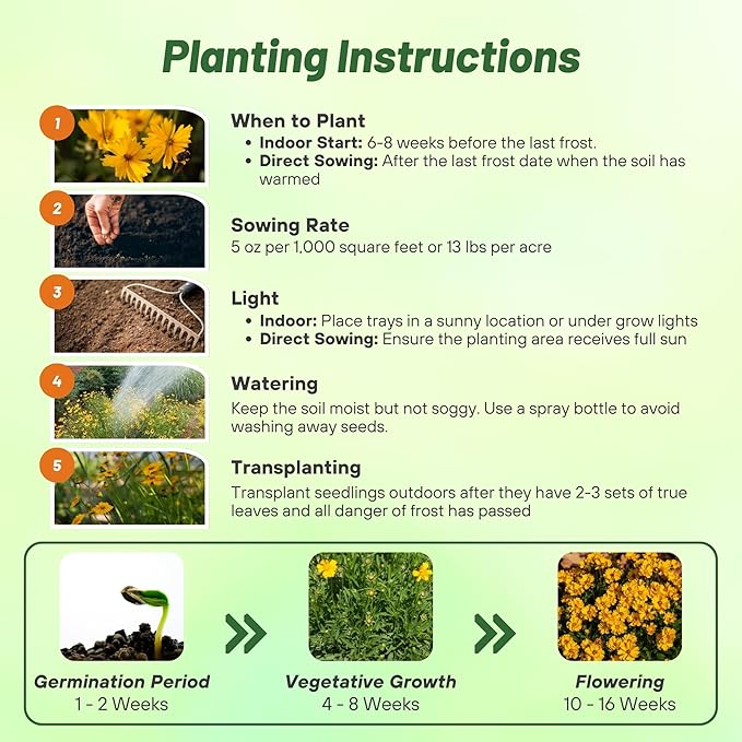 Outsidepride Lance-leaved Coreopsis Seeds - 1/4 lb. Perennial, Humidity & Drought Tolerant Flower Seeds for Planting Clumping Vibrant Golden Blooms, Ideal for Xeriscaping and Low Maintenance Gardens