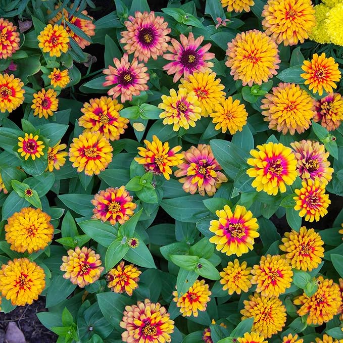 Eden Brothers Zinnia Seeds - Zowie Yellow Flame, Non-GMO Seeds for Planting, Packet | Low-Maintenance Flower Seeds, Plant During Spring, Zones 2, 3, 4, 5, 6, 7, 8, 9, 10, 11