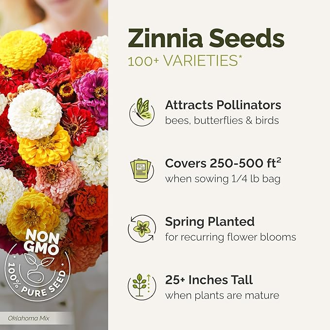 Eden Brothers Zinnia Seeds - Cactus Flowered, Non-GMO Seeds for Planting, Packet | Low-Maintenance Flower Seeds, Plant During Spring, Zones 3, 4, 5, 6, 7, 8, 9, 10