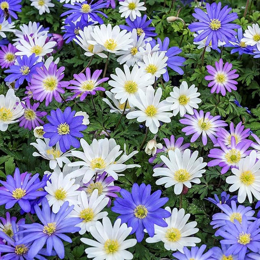 Amazing Deal! Anemone Blanda “Fireworks” – Colorful Perennial Flower Bulbs | Shade-Loving Windflowers in Purple, White, Pink & Blue | Attracts Butterflies & Bees | Zones 3–8 - (30 Bulbs)