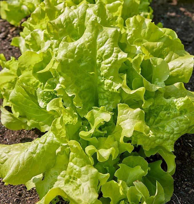 Burpee Black Seeded Simpson Lettuce Seeds 2000 seeds