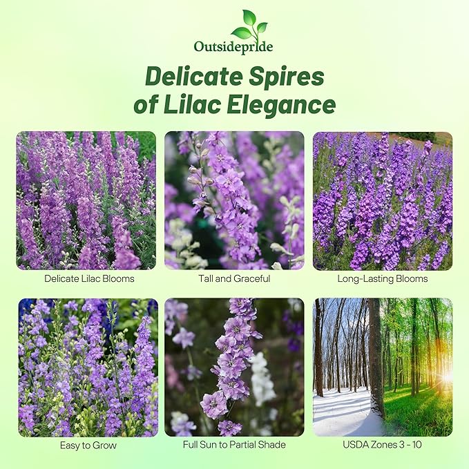 Outsidepride Delphinium Lilac Larkspur Seeds for Planting Outdoors - 1000 Pcs Annual, Self-Seeding, Heat & Drought Tolerant Wildflower Seed, Colorful Blooms for Flower Arrangement & Pollinator Garden