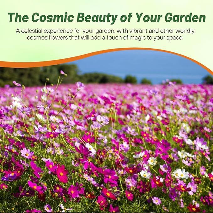 Outsidepride Sensation Mix Cosmos Bipinnatus Seeds - 1000pcs Annual, Drought-Tolerant, Self-Sowing, Mixed Flower Seeds for Planting Outdoors, Easy-Grow Pollinator Garden & Cut Flowers (AAS Winner)