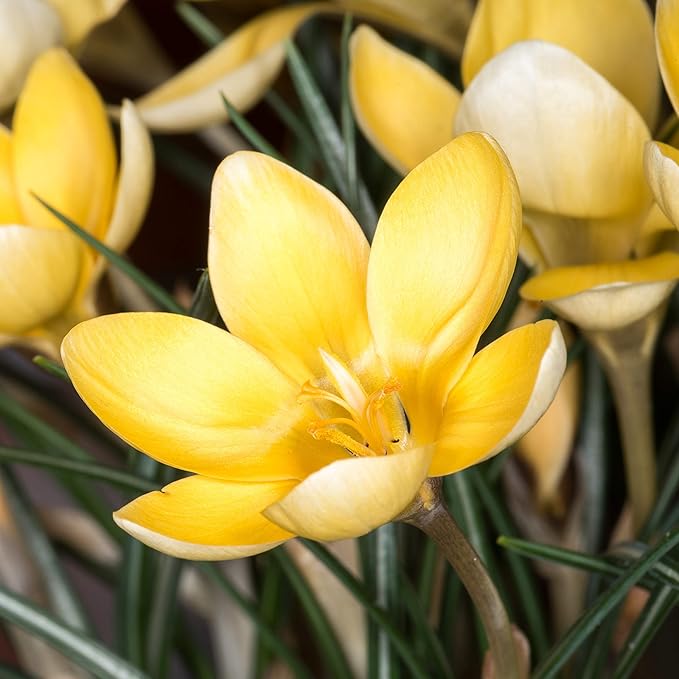 Easy to Grow Crocus Goldilocks 20 Plant Bulbs - Golden Yellow Flowers in Late Winter to Spring, Full Sun Outdoor Zones 3-8