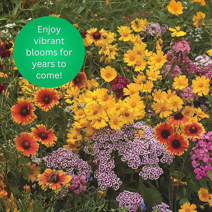 Earth Science Perennial Wildflower Mix—6 lb—3-in-1 Formula with Premium Wildflower Seeds, Plant Food and Soil Conditioners - Non-GMO, Natural Ingredients