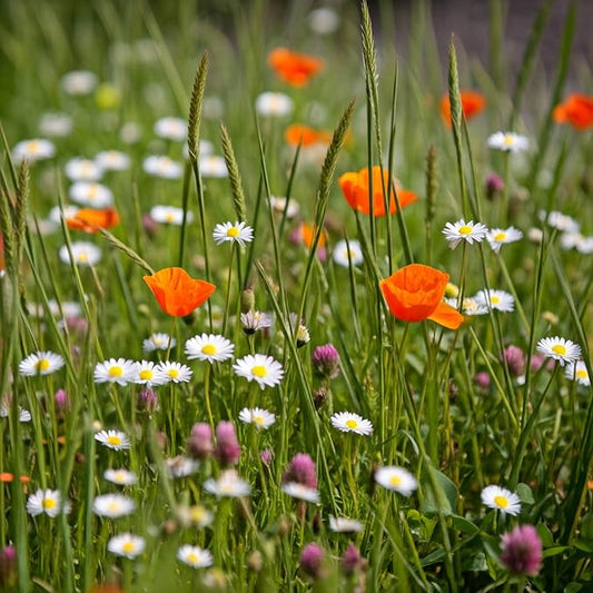 Ferry-Morse Flowering Grass Alternative Mix Bulk Wildflower Seeds, 1lb