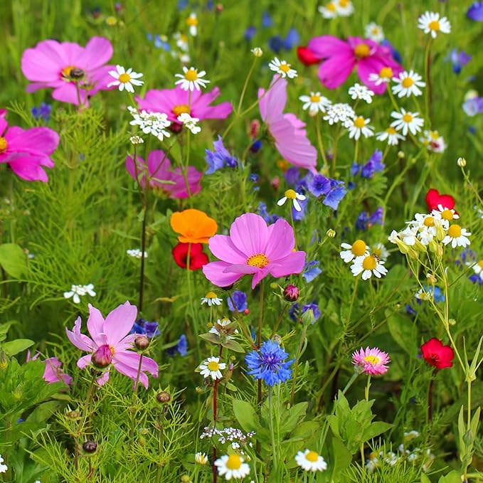 Created By Nature Iowa Wildflower Seed Mix, 16 Flower Varieties, 40,000 Seeds