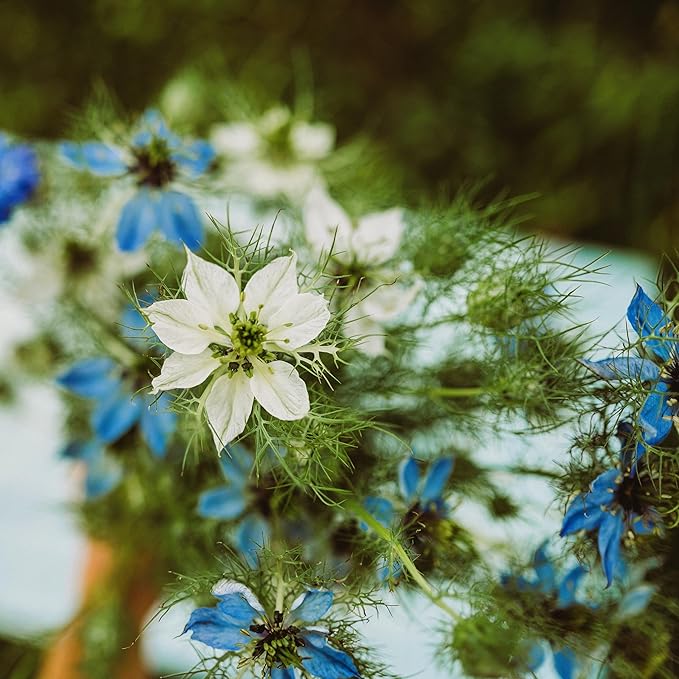 Love-in-a-Mist - 250 Seeds - Heirloom & Open-Pollinated Variety, Non-GMO Pollinator-Friendly Flower Seeds for Planting Outdoors in The Home Garden, Thresh Seed Company