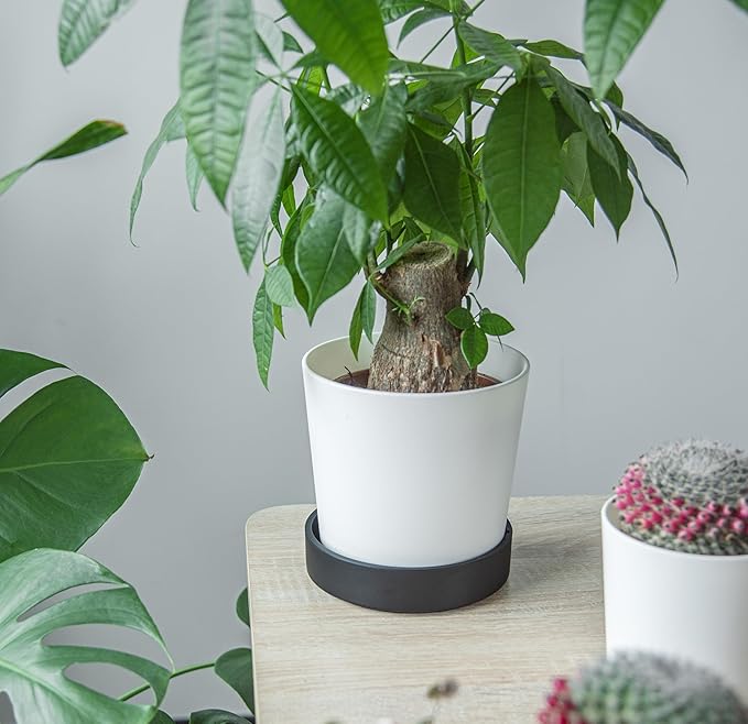 Phoenix Vine 6 Inch Plastic Plant Saucer Water Drip Tray, Heavy Sturdy Round Plant Drainage Tray for Indoors Outdoor, Matte Black, 21-TY-6B-1