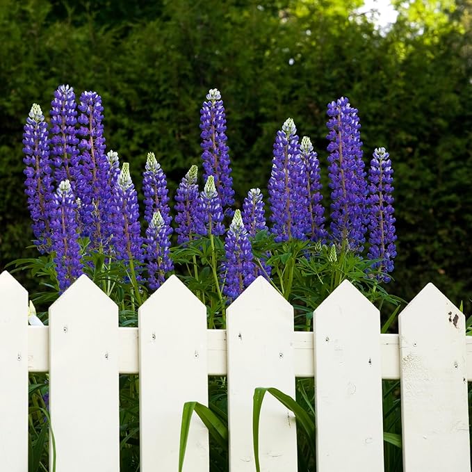 Perennial Blue Lupine Flower Plant Seeds (Lupinus perennis) - Over 750 Premium Seeds - Non GMO