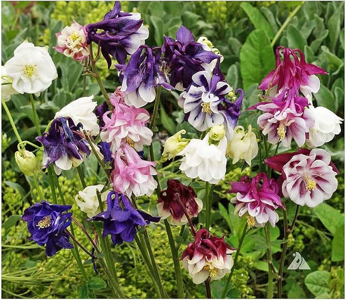 Double Mixed European Columbine Seeds - 16" Tall