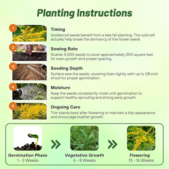 Outsidepride 10000 Seeds Perennial Solidago Stiff Goldenrod Flower Seeds for Planting
