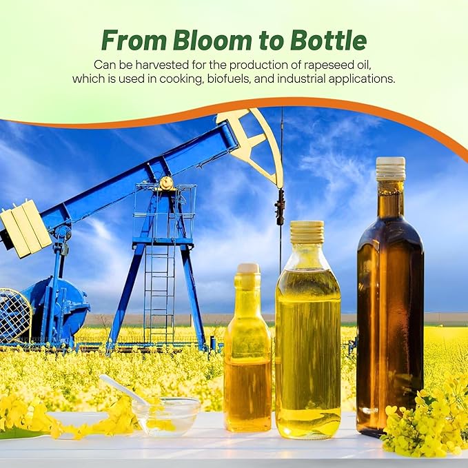 Outsidepride Trophy Forage Rape Seed - 5 Lbs Heat, Cold & Drought-Tolerant Brassica Food Plot Seed, Ideal for for Deer & Livestock Grazing, Fall Planting, Soil Improvement, & Erosion Control