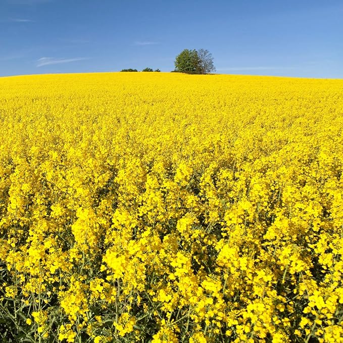 Outsidepride Trophy Forage Rape Seed - 10 Lbs Heat, Cold & Drought-Tolerant Brassica Food Plot Seed, Ideal for for Deer & Livestock Grazing, Fall Planting, Soil Improvement, & Erosion Control