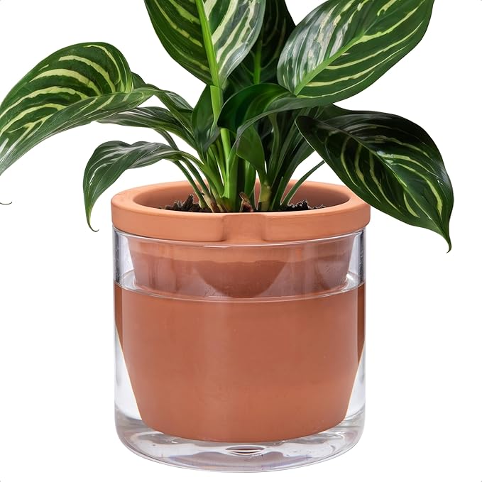 D'vine Dev 8 Inch Design Self Watering Pot for Indoor Plants, Terracotta Planter with Cylinder Glass Cup, 37-X-C-1