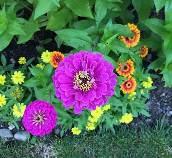 100 EarthPods - Premium Flower Fertilizer Spikes - Boost Blossoms (Great for Roses, Potted Annuals, Perennials, Flower Bulbs, Hanging Baskets) - Made in USA