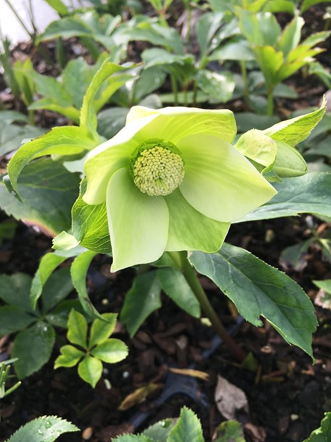 8 Containers of Mixed Lenten Rose/Hellebore in 2.5 Inch Pots- Great for Fall Planting!
