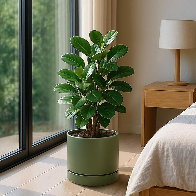 Phoenix Vine 8 Inch Planter Pot with Drainage Hole & Saucer, Deep Water Catch Tray, Straight Cylindrical Round Pot for Plants, Olive, Pack of 2, 23-F-T-2