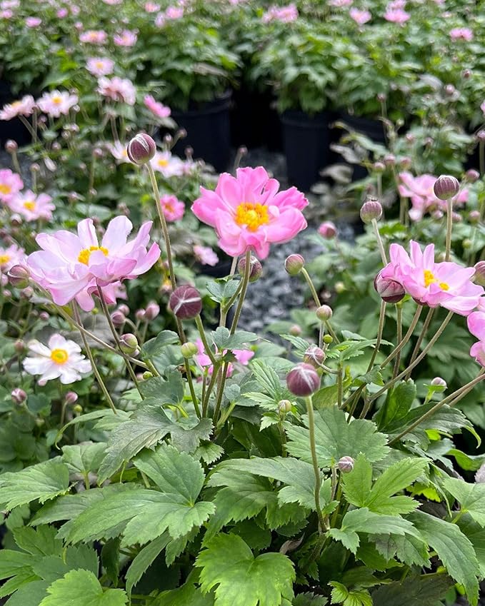Perennial Farm Anemone x Hybrida Fantasy™ 'Pocahontas' – Live Windflower in #1 Container, Semi-Double Pink Blooms, Compact, Long Blooming, Deer Resistant, Ideal for Borders & Pollinator Gardens