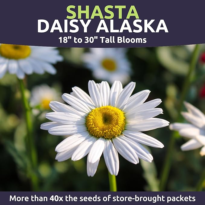 Shasta Daisy Alaska - Bulk 1/4 Pound Pouch - 100,000 Flower Seeds for Planting - Leucanthemum × superbum
