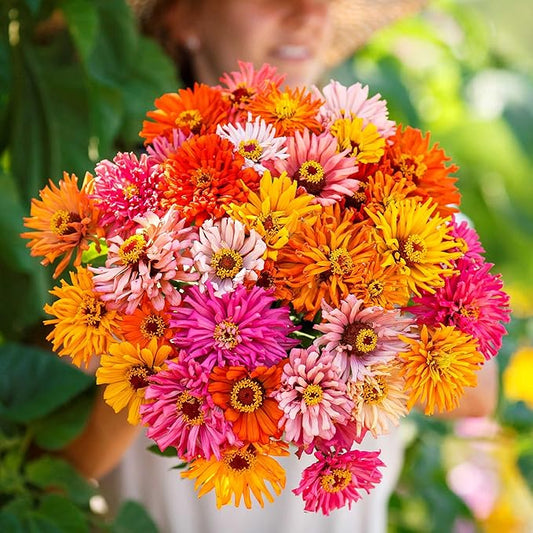 Eden Brothers Zinnia Seeds - Burpeeana Giants Mix, Non-GMO Seeds for Planting, Packet | Low-Maintenance Flower Seeds, Plant During Spring, Zones 3, 4, 5, 6, 7, 8, 9, 10