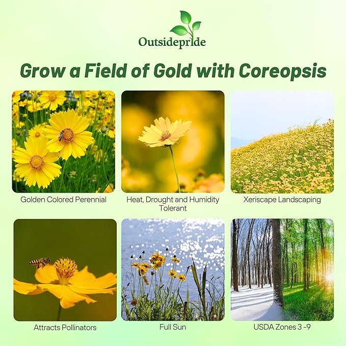 Outsidepride Lance-leaved Coreopsis Seeds - 1 lb. Perennial, Humidity & Drought Tolerant Flower Seeds for Planting Clumping Vibrant Golden Blooms, Ideal for Xeriscaping and Low Maintenance Gardens