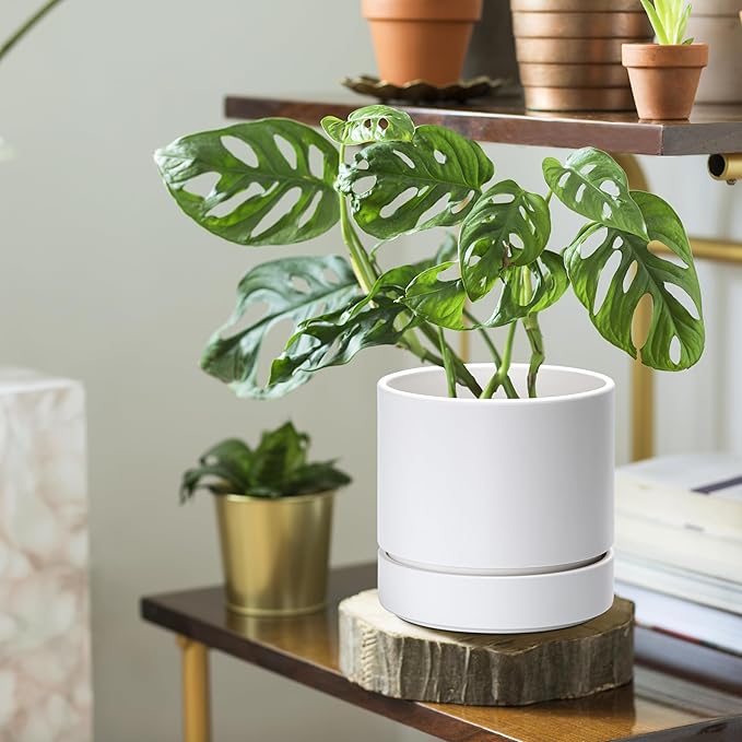 Phoenix Vine 6 Inch Planter Pot with Drainage Hole & Saucer, Deep Water Catch Tray, Straight Cylindrical Round Pot for Plants, Matte White, Pack of 4, 23-B-S-4