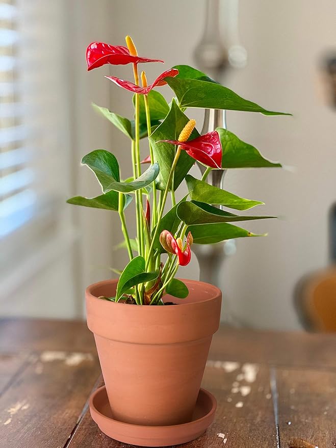 D'vine Dev Set of 4 Small Clay Planters, 3 Inch 4.5 Inch 5 Inch 6 Inch Terracotta Plant Pots with Drainage Hole and Saucers for Indoor Plants, 588-57-1