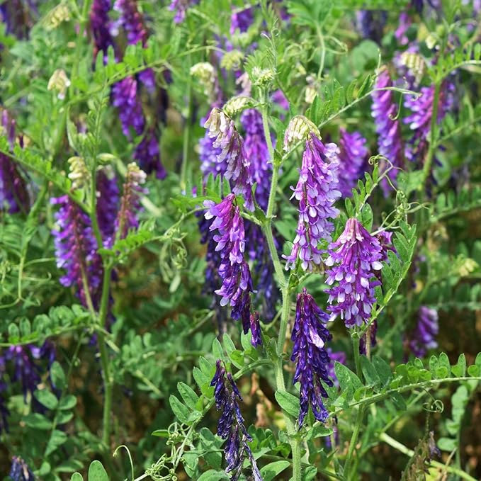 Outsidepride Hairy Vetch Cover Crop Seeds - 50 Lbs Cold Tolerant, Winter Hardy - Ideal for Soil Improvement, Green Pasture, Hay & Livestock Forage - Pollinator Friendly Garden Seeds, Ground Cover