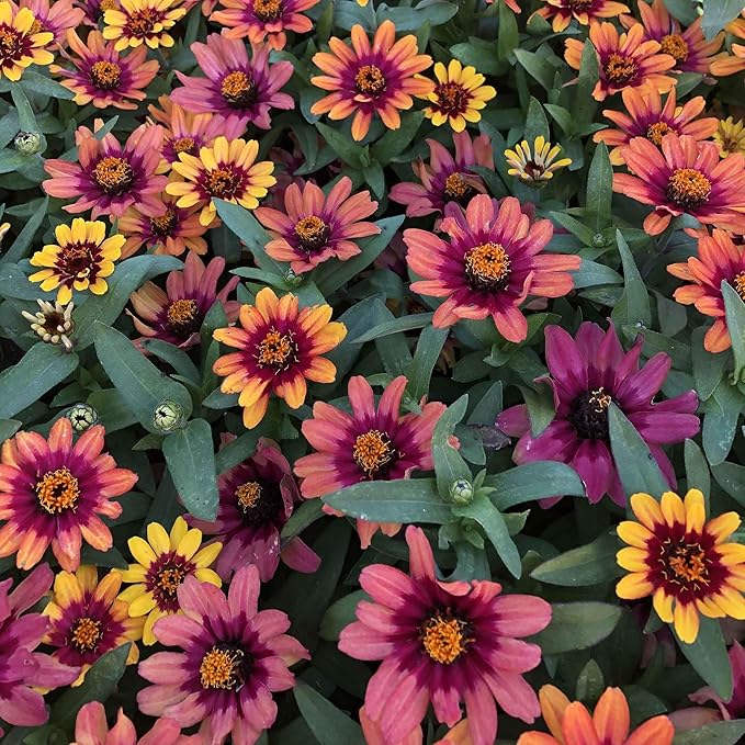 Eden Brothers Zinnia Seeds - Profusion Red-Yellow Bicolor, Non-GMO Seeds for Planting, Packet | Low-Maintenance Flower Seeds, Plant During Spring, Zones 2, 3, 4, 5, 6, 7, 8, 9, 10, 11