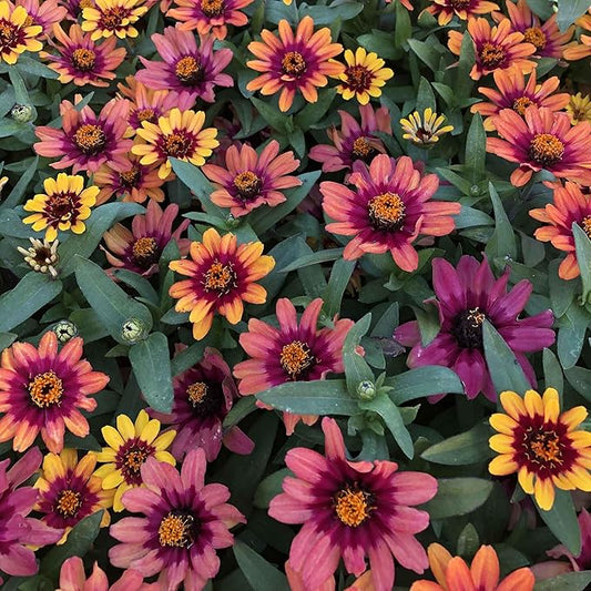 Eden Brothers Zinnia Seeds - Profusion Red-Yellow Bicolor, Non-GMO Seeds for Planting, Packet | Low-Maintenance Flower Seeds, Plant During Spring, Zones 2, 3, 4, 5, 6, 7, 8, 9, 10, 11