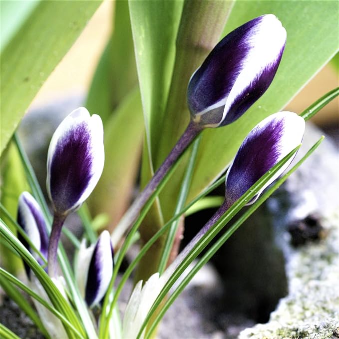 Easy to Grow Crocus Prins Claus 20 Plant Bulbs - Purple & White Flowers in Late Winter to Spring, Full Sun Outdoor Zones 3-8