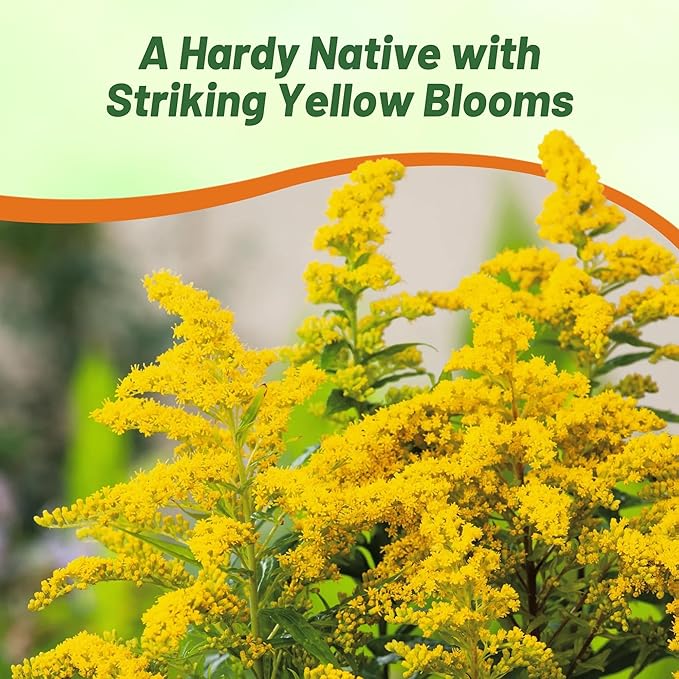 Outsidepride 10000 Seeds Perennial Solidago Stiff Goldenrod Flower Seeds for Planting