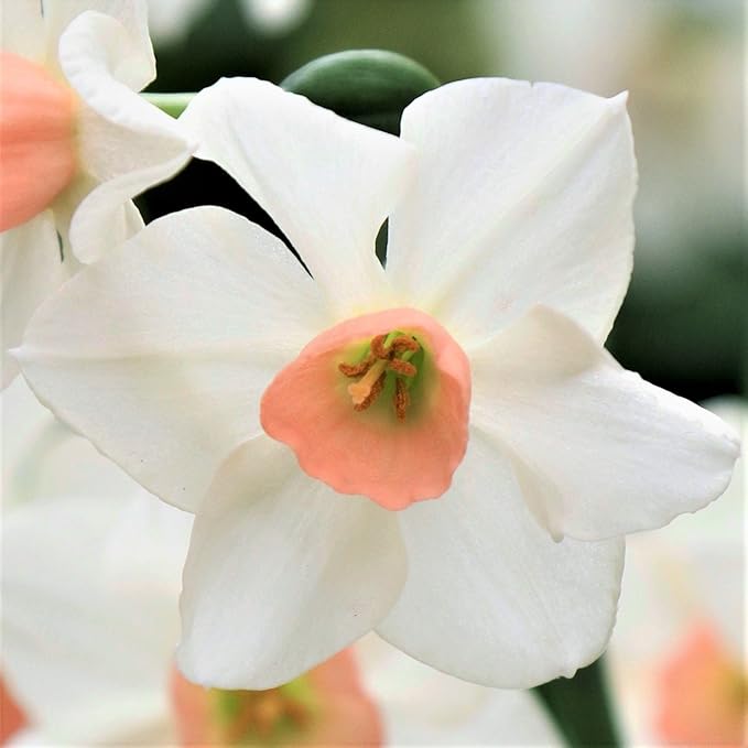 Easy to Grow Narcissus Daffodil Bell Song 10 Plant Bulbs - Fragrant White & Pink Flowers in Spring Sun Outdoor Zones 4-8