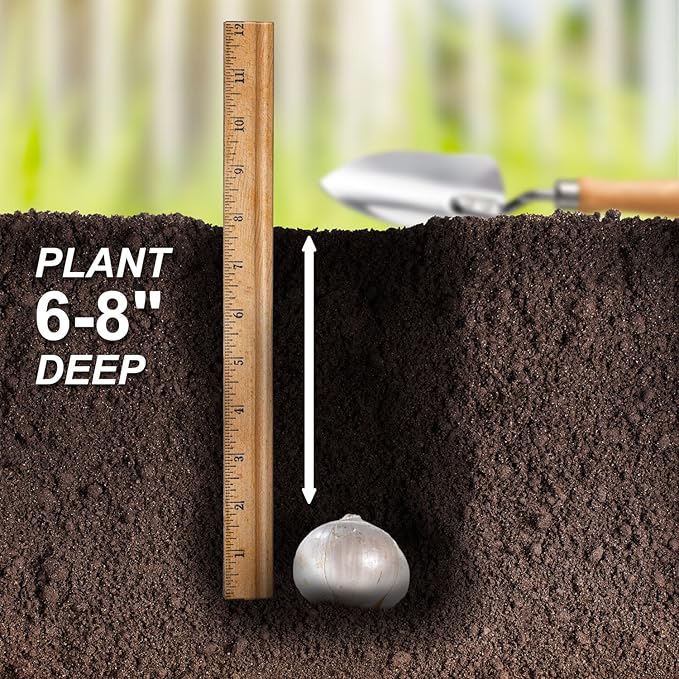 Garden State Bulb Globemaster Giant Allium Flower Bulbs, 20/22cm, Fall Planting (Bag of 10)