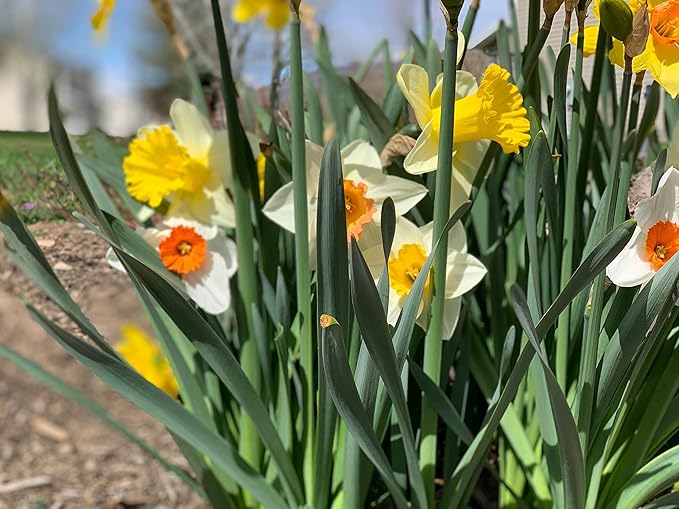 Mixed Large Cup Daffodils- 50 Perennial Daffodil Bulbs - Assorted Colors Narcissus