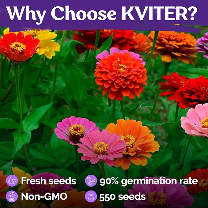 KVITER 550 Dahlia Zinnia Seeds for 2025 Mix (Zinnia Elegans) – Double Blooms, Heirloom & Organic – Flower Seeds for Planting Outdoors in Garden, Containers, Flower Beds. Ideal for Cut Flowers