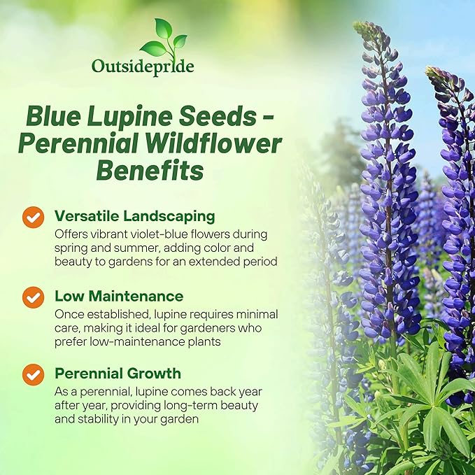 Outsidepride Wild Blue Perennial Lupine Seeds - 500 Pcs. Self-Sowing, Cold Hardy & Frost Tolerant Wildflower Seeds for Fall Planting, Ideal for Attracting Pollinators & Hummingbirds