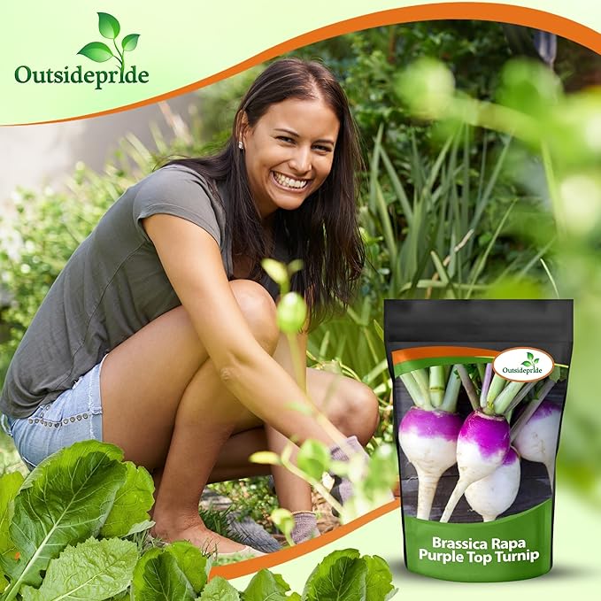 Outsidepride Purple Top Turnip Seeds - 10 Lbs High-Yield, High Protein Turnip Seed, Ideal Cover Crop, for Forage, Grazing Livestock, High Energy Deer Food Plot & Soil Improvement