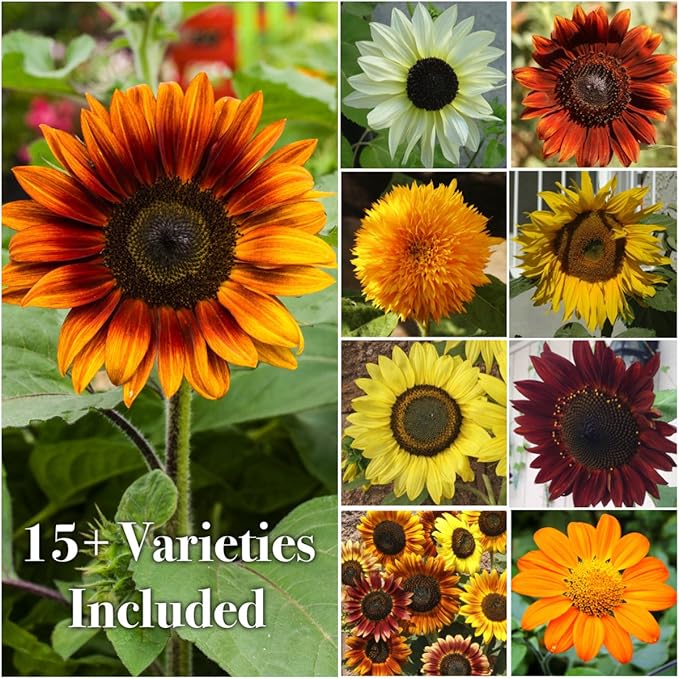 Seed Needs Sunflower Seeds for Planting The Original Crazy Blend | 1 Ounce 15+ Heirloom Varieties Open Pollinated & Untreated | Resealable Bulk Package Multicolored Blooms Flower Seeds