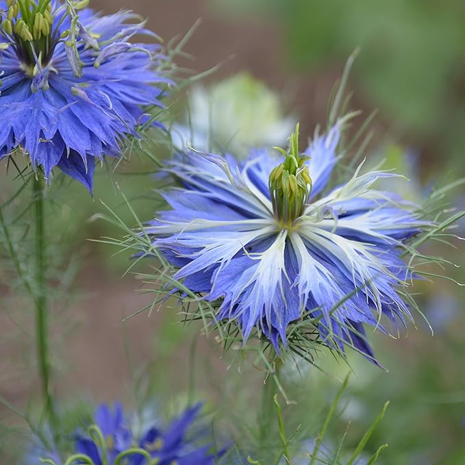 Love-in-a-Mist - 250 Seeds - Heirloom & Open-Pollinated Variety, Non-GMO Pollinator-Friendly Flower Seeds for Planting Outdoors in The Home Garden, Thresh Seed Company